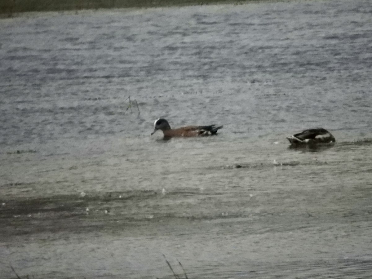 American Wigeon - ML638396564