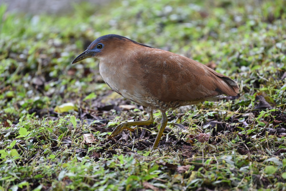 Malayan Night Heron - ML638396565
