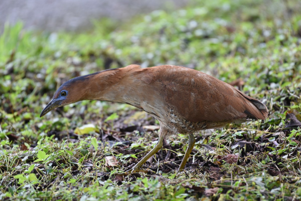 Malayan Night Heron - ML638396566