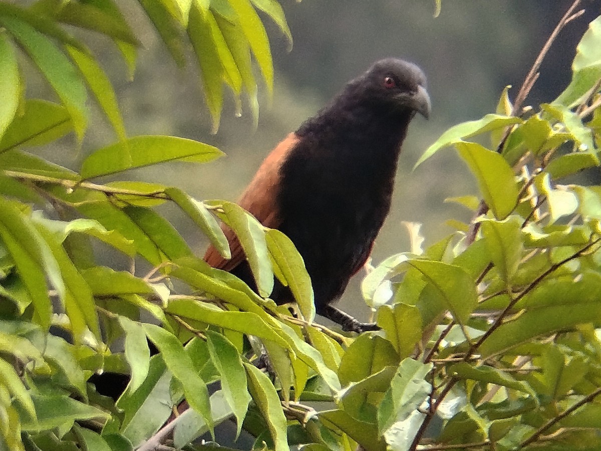 Greater Coucal - ML638396612