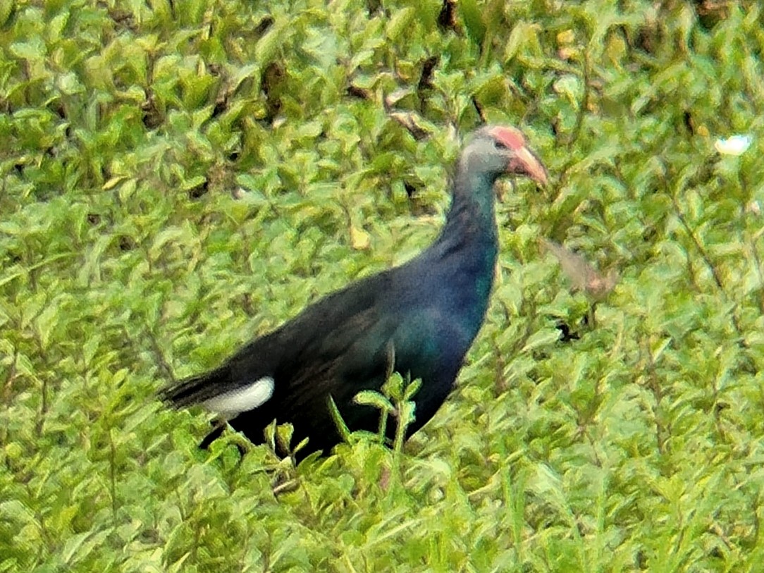 Gray-headed Swamphen - ML638396625