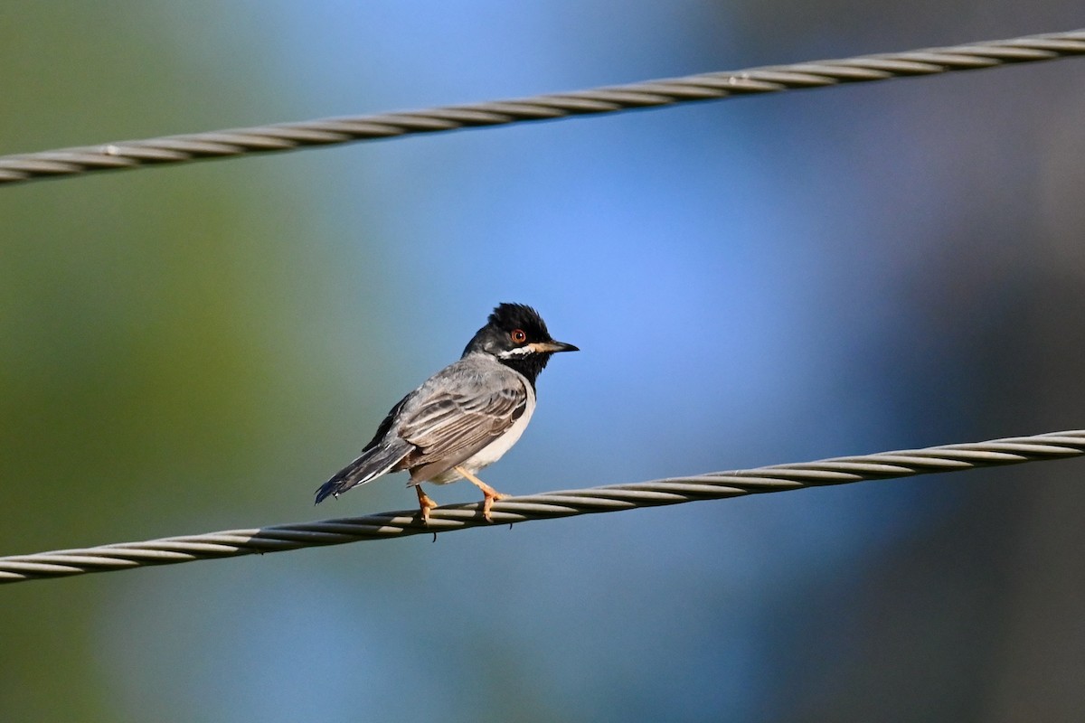 Rüppell's Warbler - ML638396627