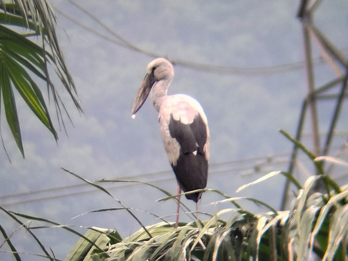Asian Openbill - ML638396636