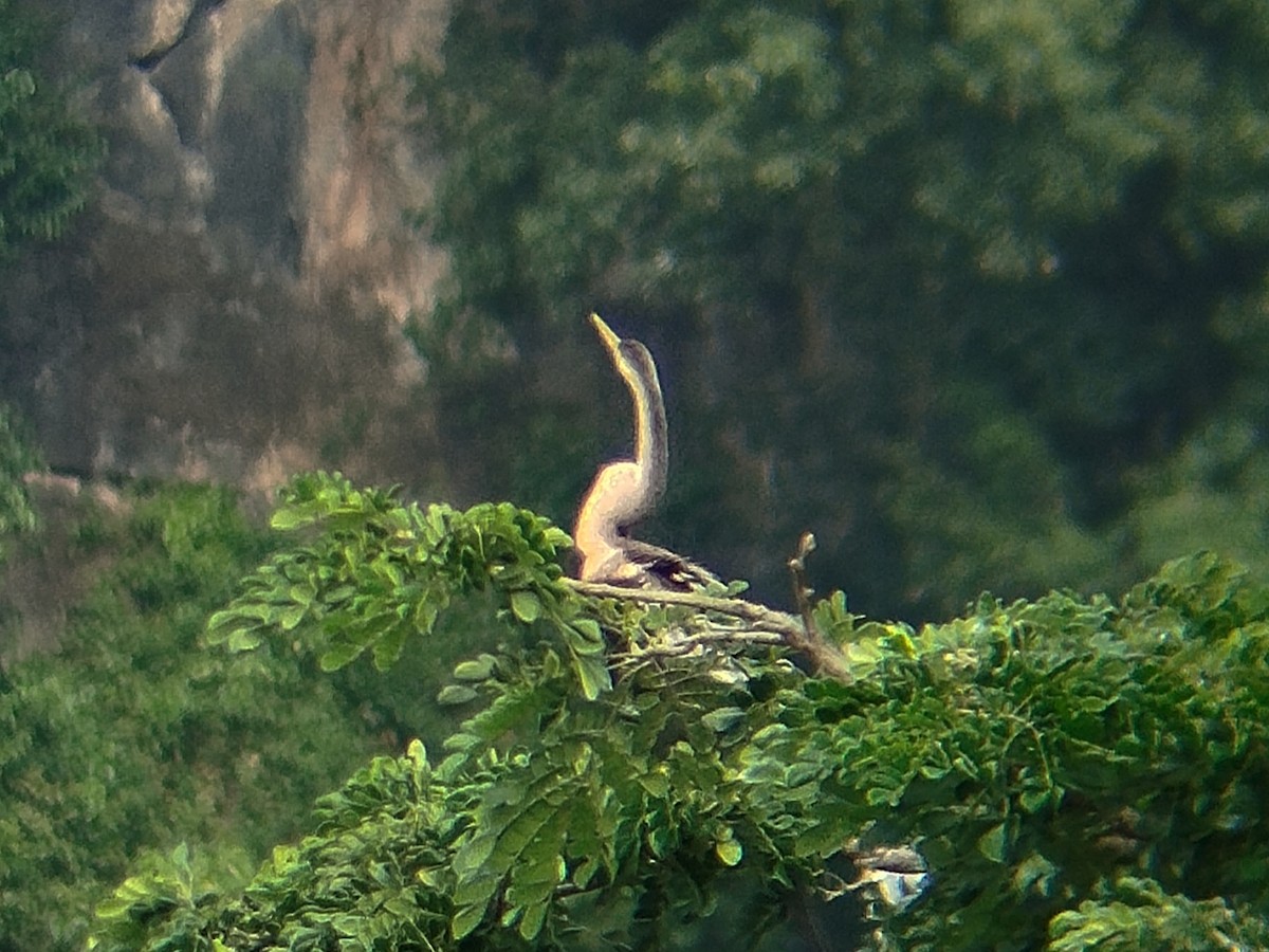 Oriental Darter - ML638396659