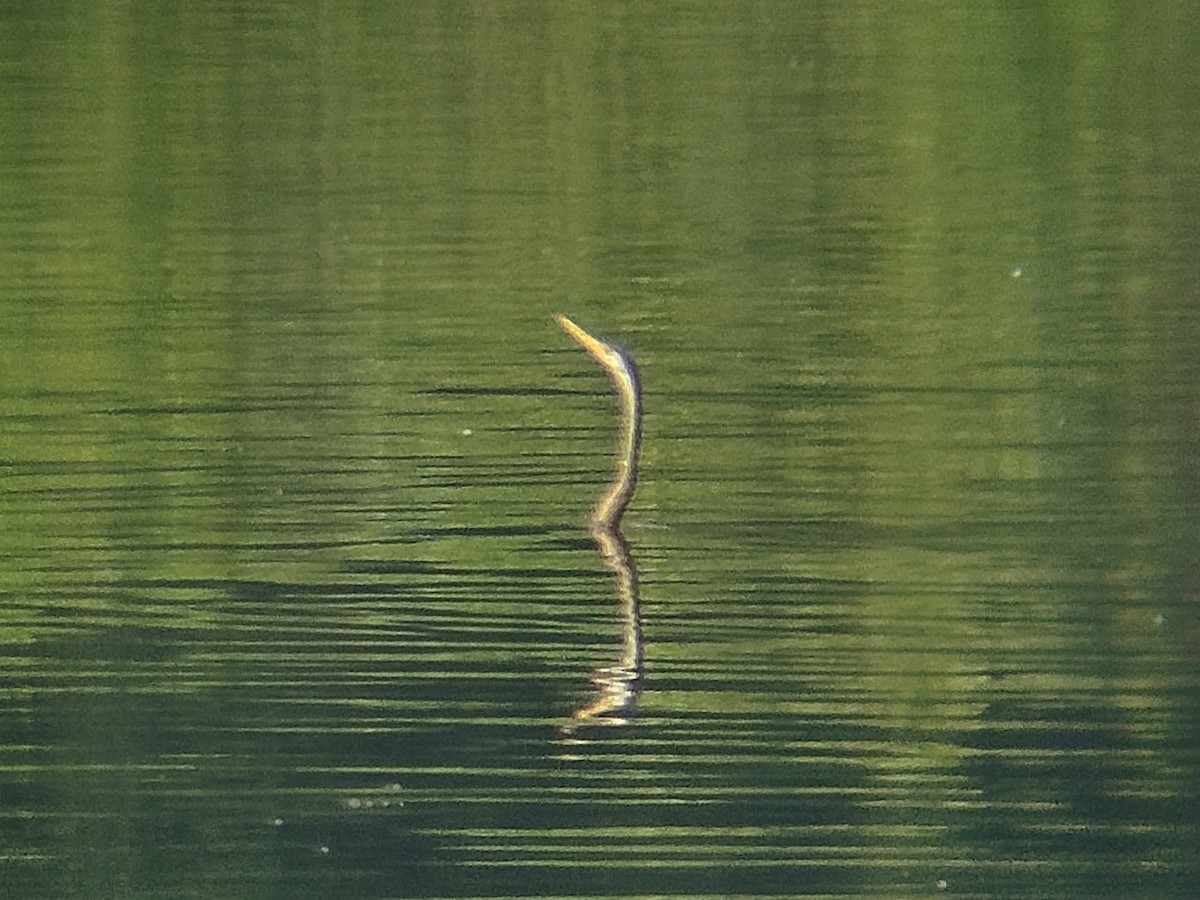 Oriental Darter - ML638396678