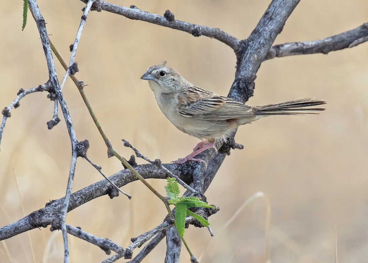 Botteri's Sparrow - ML638396695