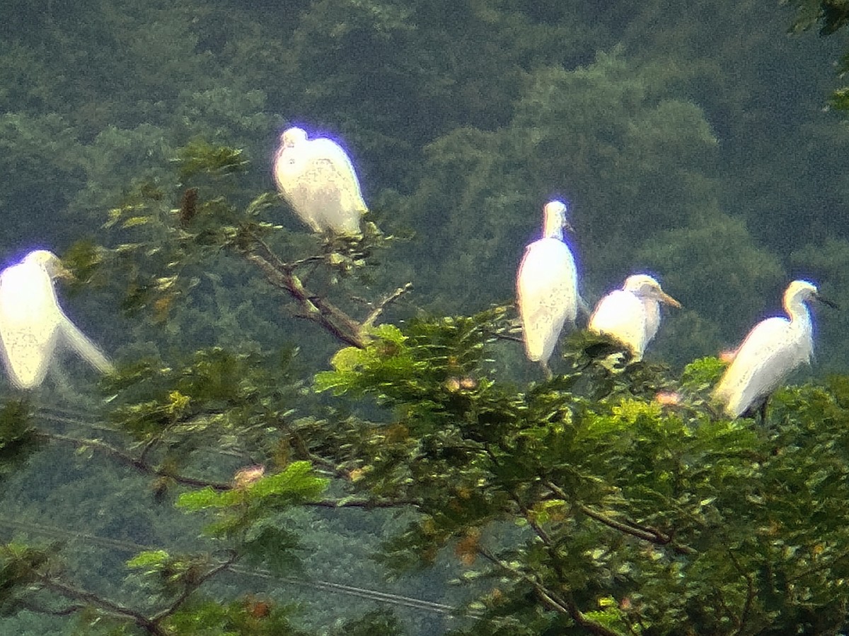 Little Egret - ML638396701
