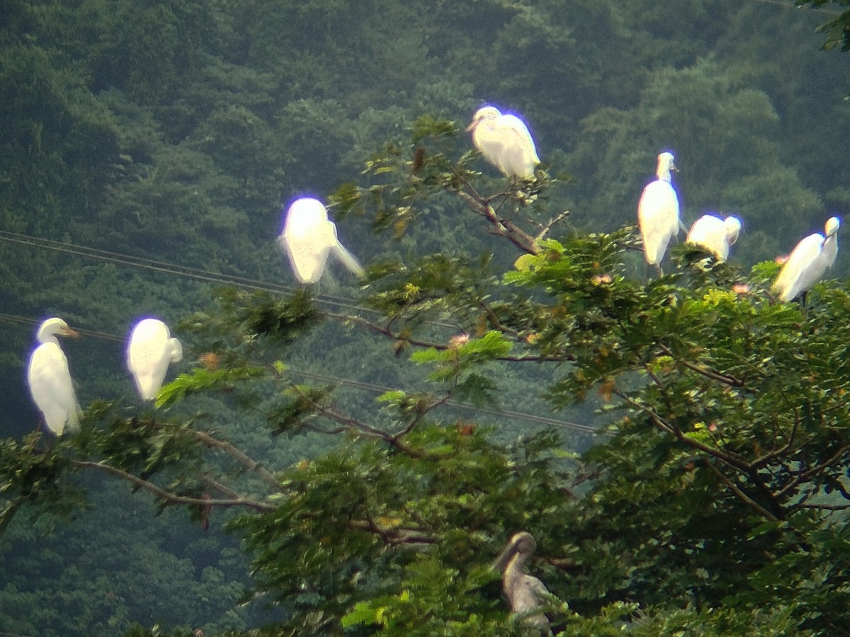 Medium Egret - ML638396706