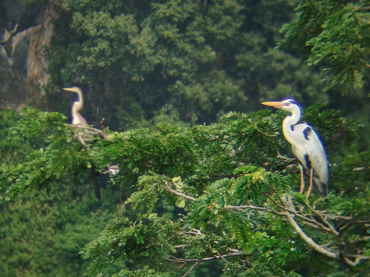Gray Heron - ML638396716