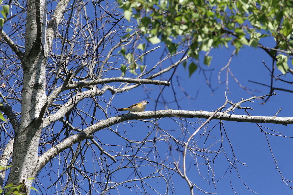 American Redstart - ML638396717