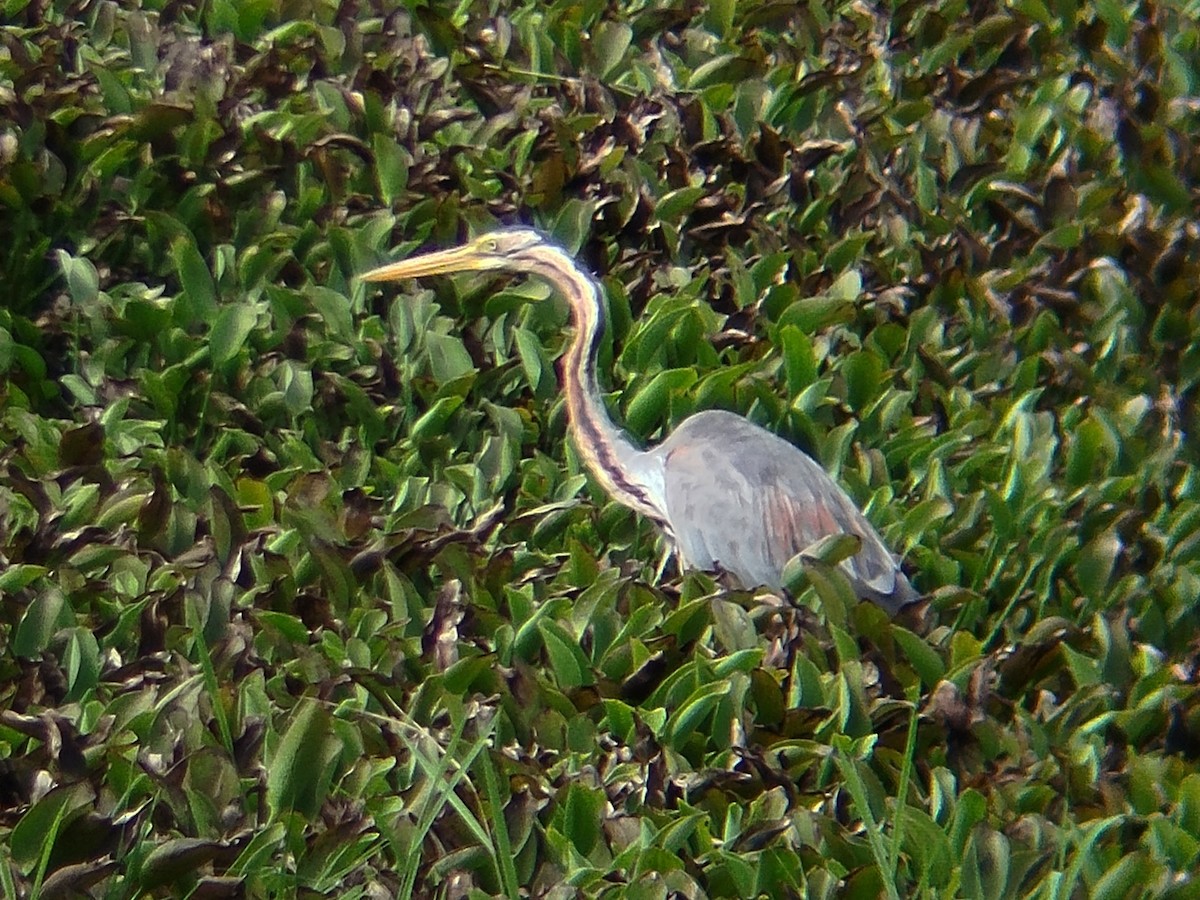 Purple Heron - ML638396725