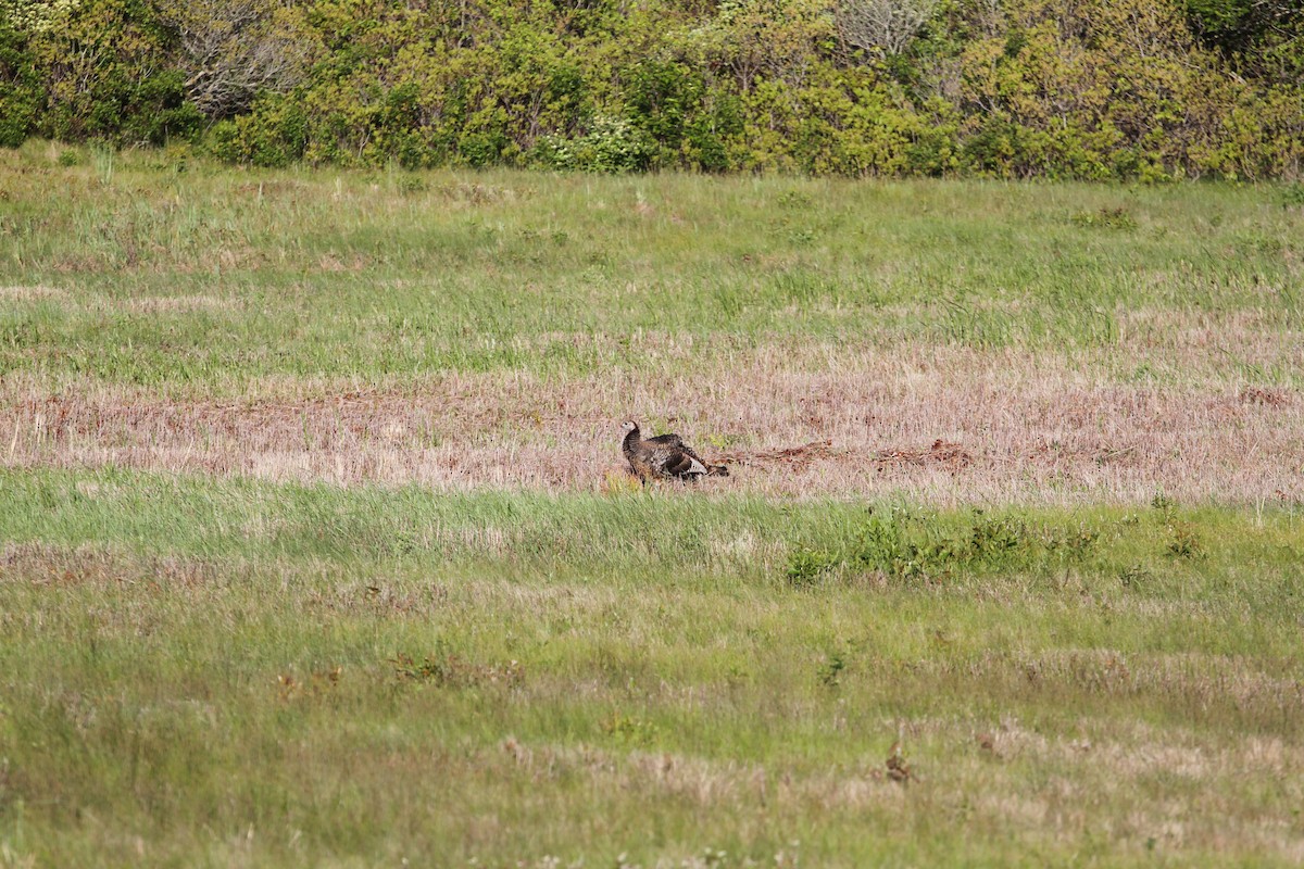 Wild Turkey - ML638396732