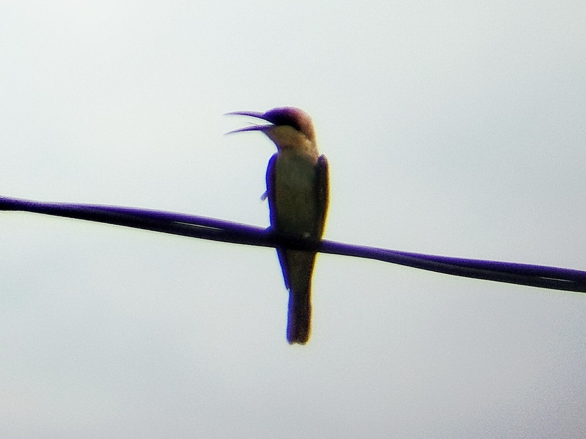 Chestnut-headed Bee-eater - ML638396736