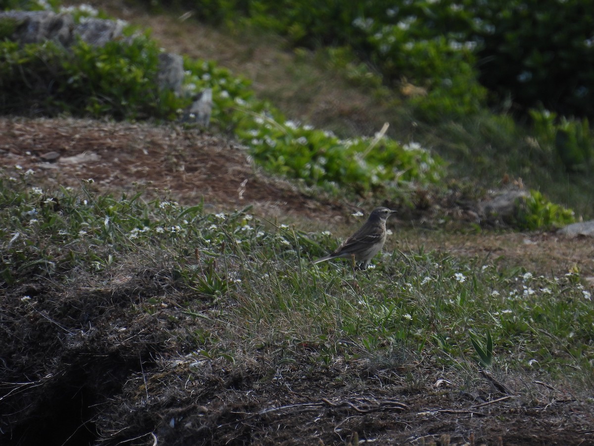 Pipit d'Amérique - ML638396757