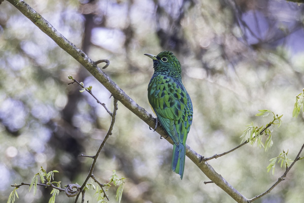 African Emerald Cuckoo - ML638396766