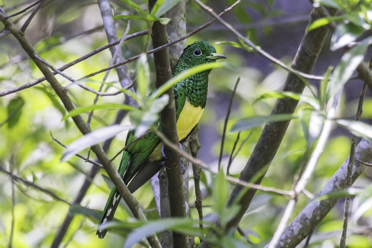 African Emerald Cuckoo - ML638396767