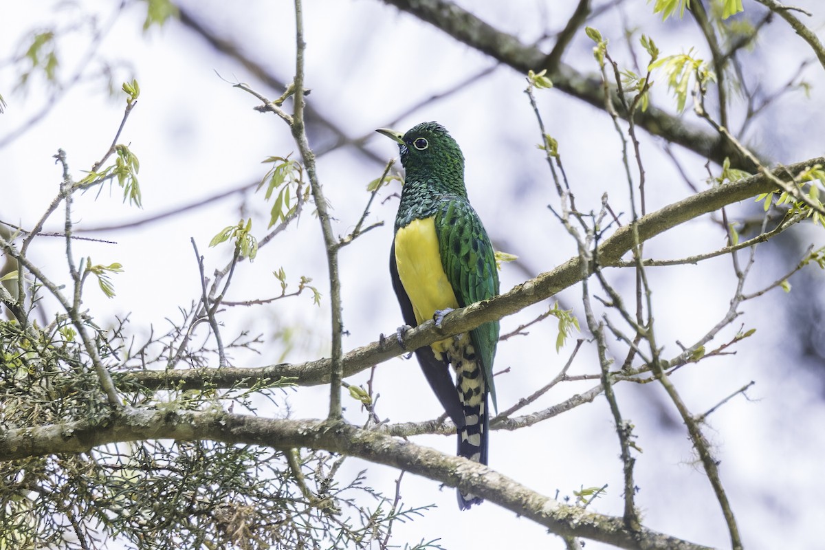 African Emerald Cuckoo - ML638396768