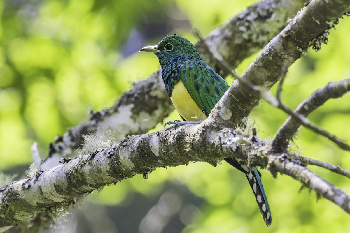 African Emerald Cuckoo - ML638396769