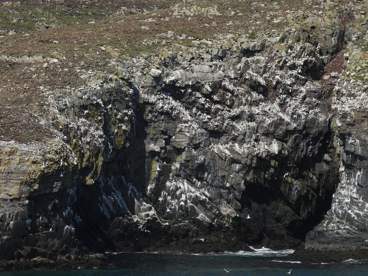 Mouette tridactyle - ML638396772