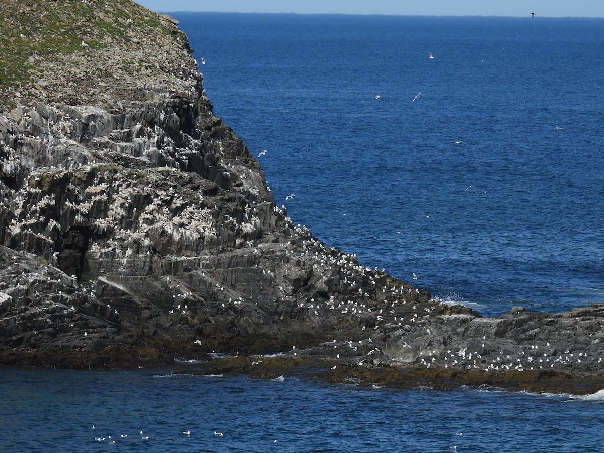 Mouette tridactyle - ML638396773