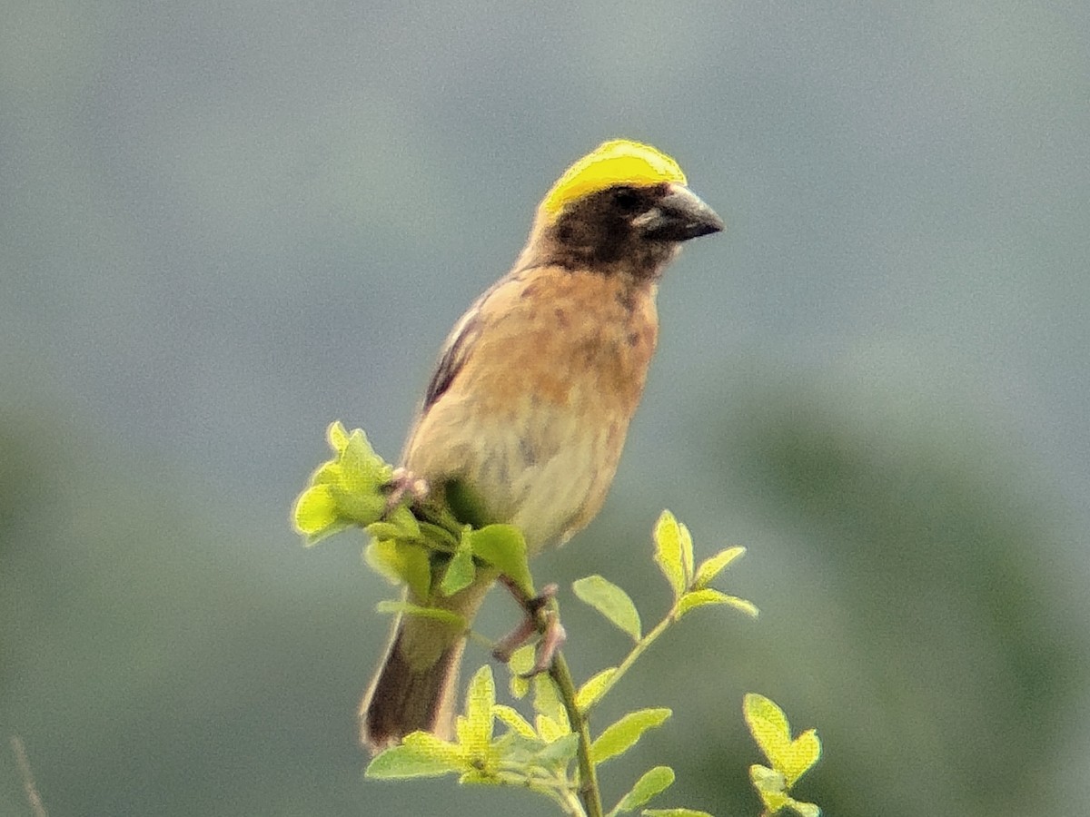 Baya Weaver - ML638396775