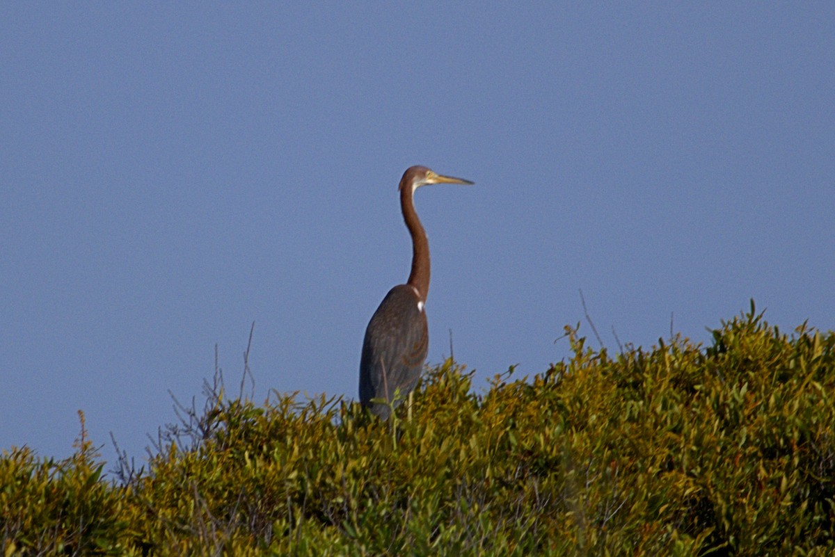 Koartzatxo hirukolorea - ML638396776