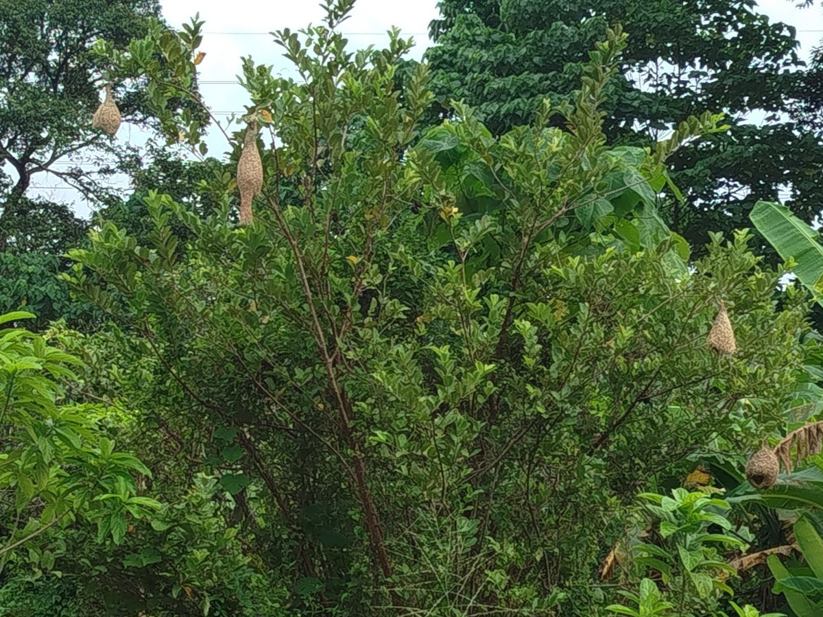 Baya Weaver - ML638396785
