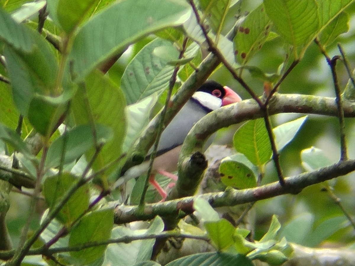 Java Sparrow - ML638396802