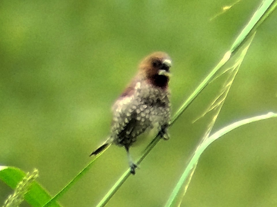 Scaly-breasted Munia - ML638396817