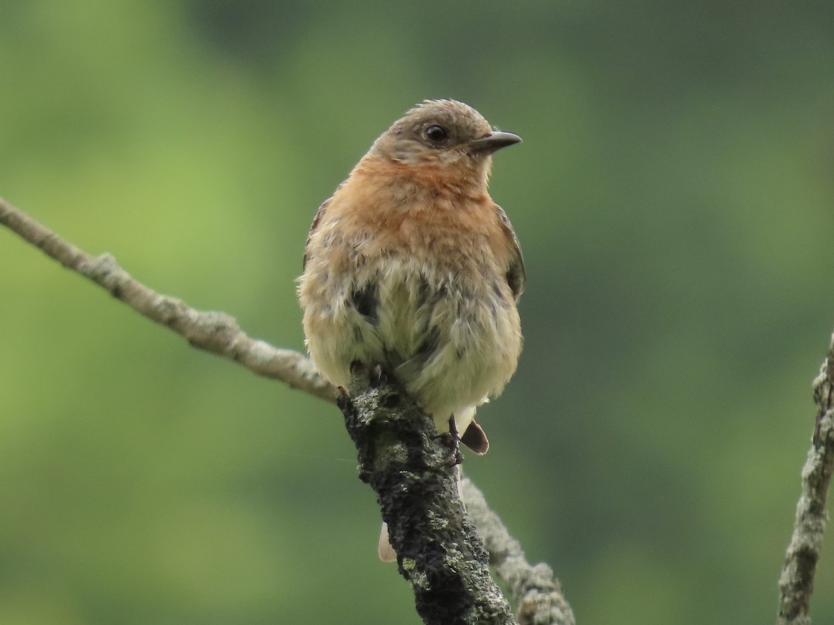 Eastern Bluebird - ML638396824