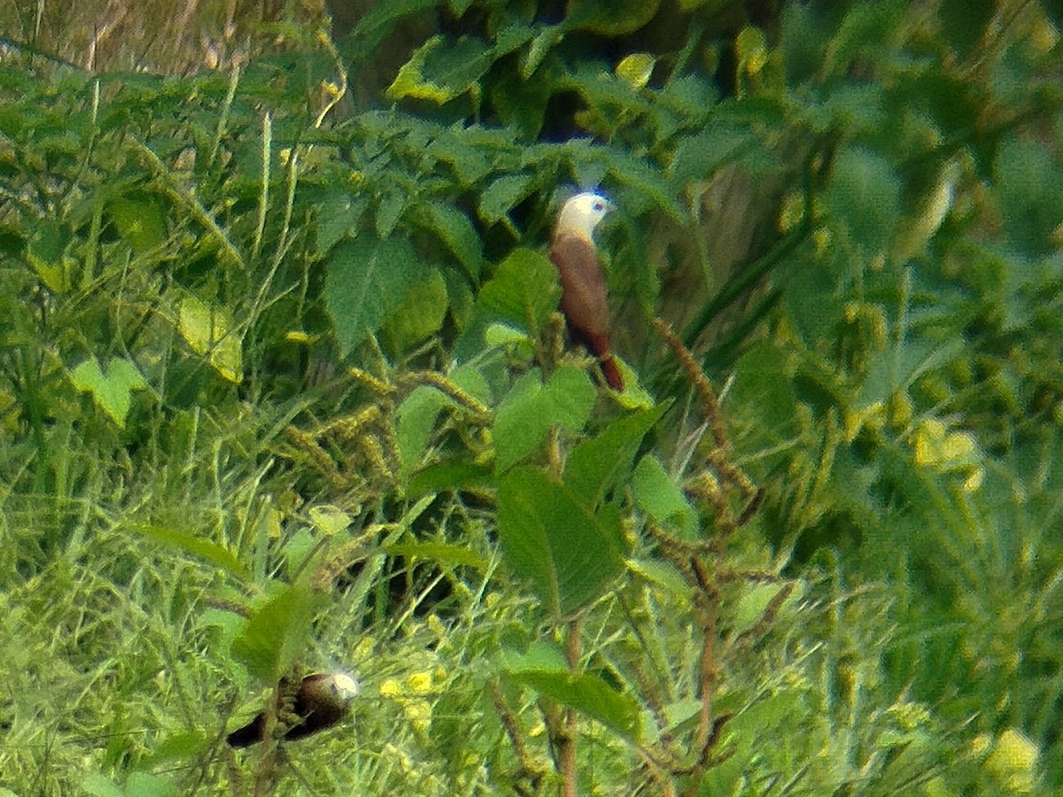 White-headed Munia - ML638396826