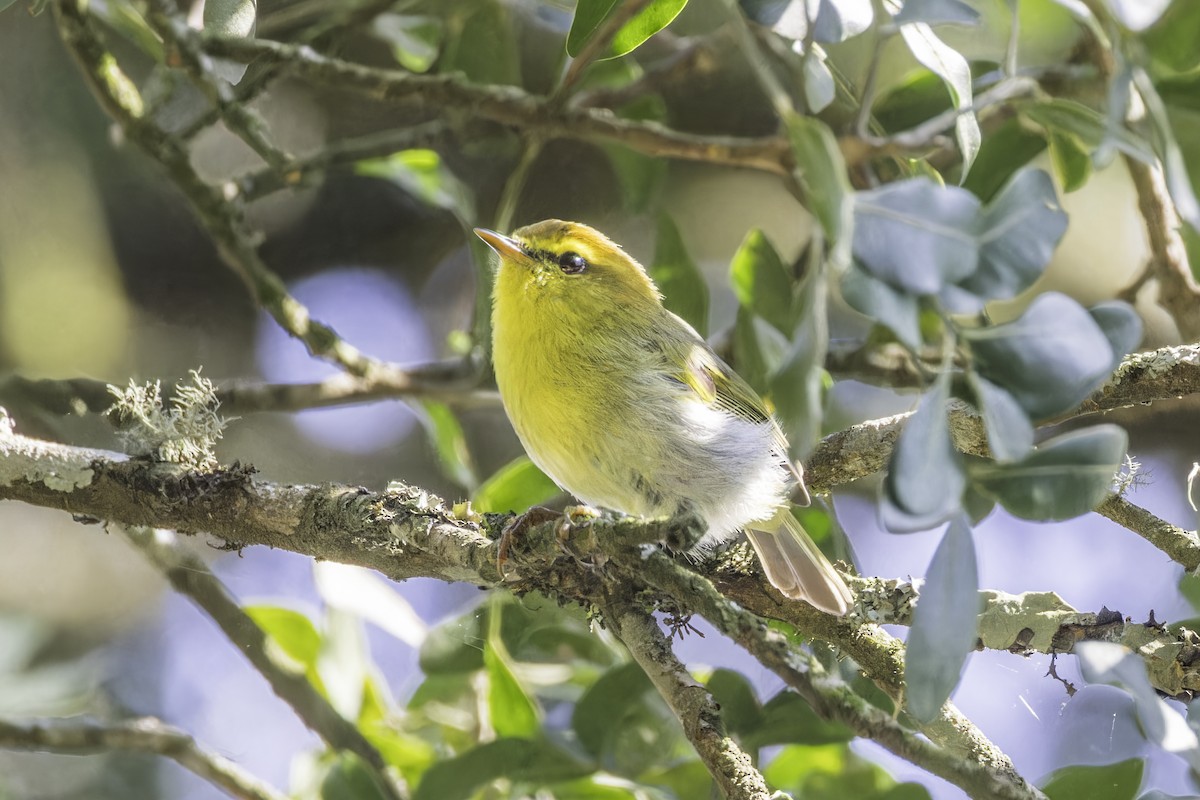 Yellow-throated Woodland-Warbler - ML638396828