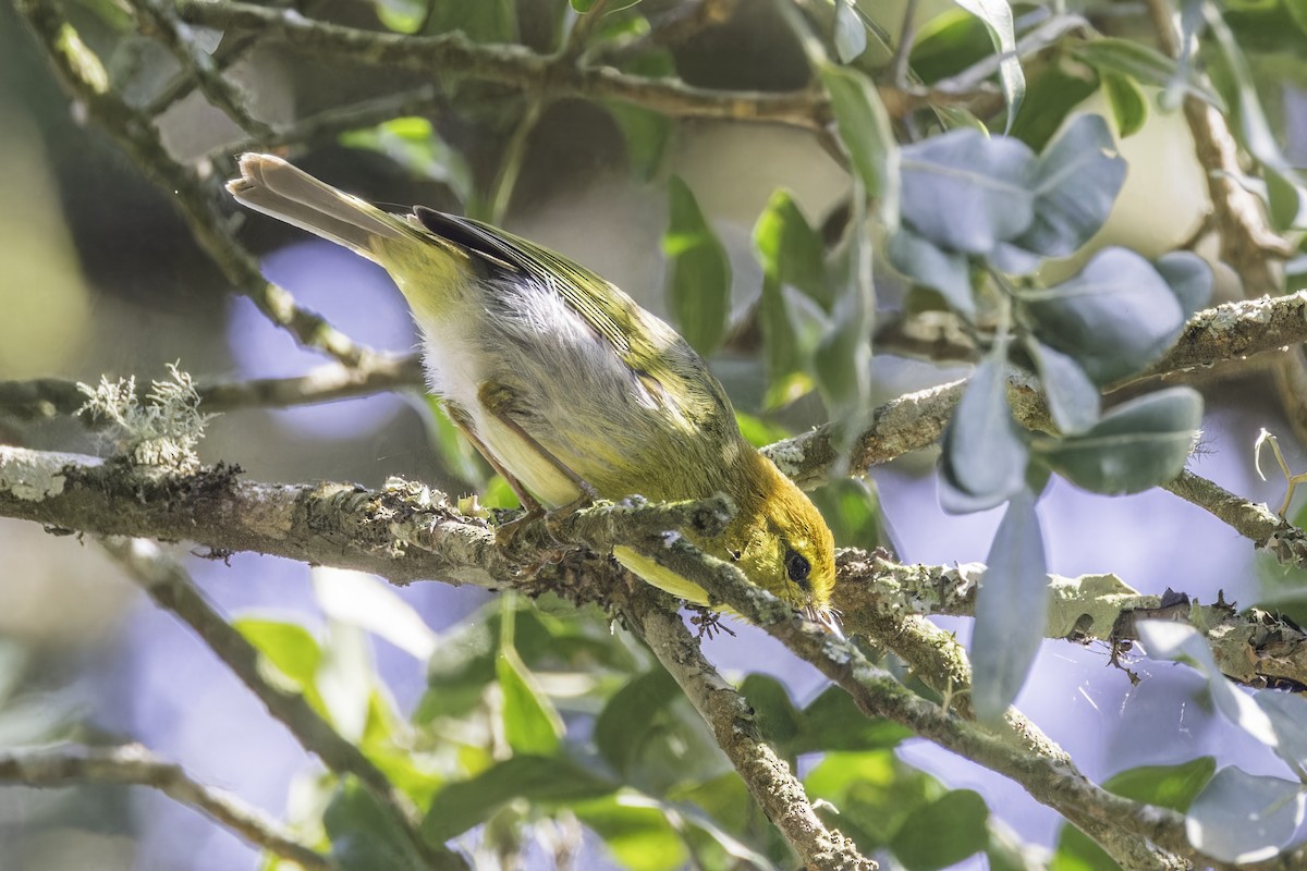 Yellow-throated Woodland-Warbler - ML638396829