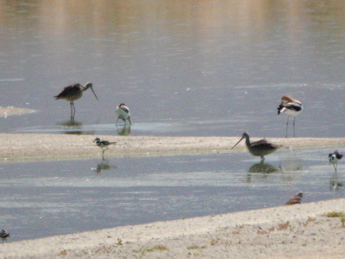 Marbled Godwit - ML638396833