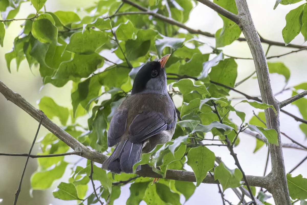 Bush Blackcap - ML638396835