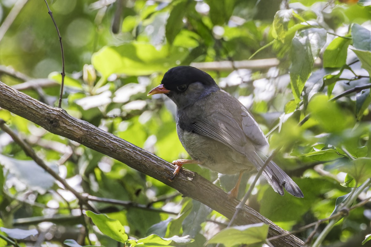 Bush Blackcap - ML638396836