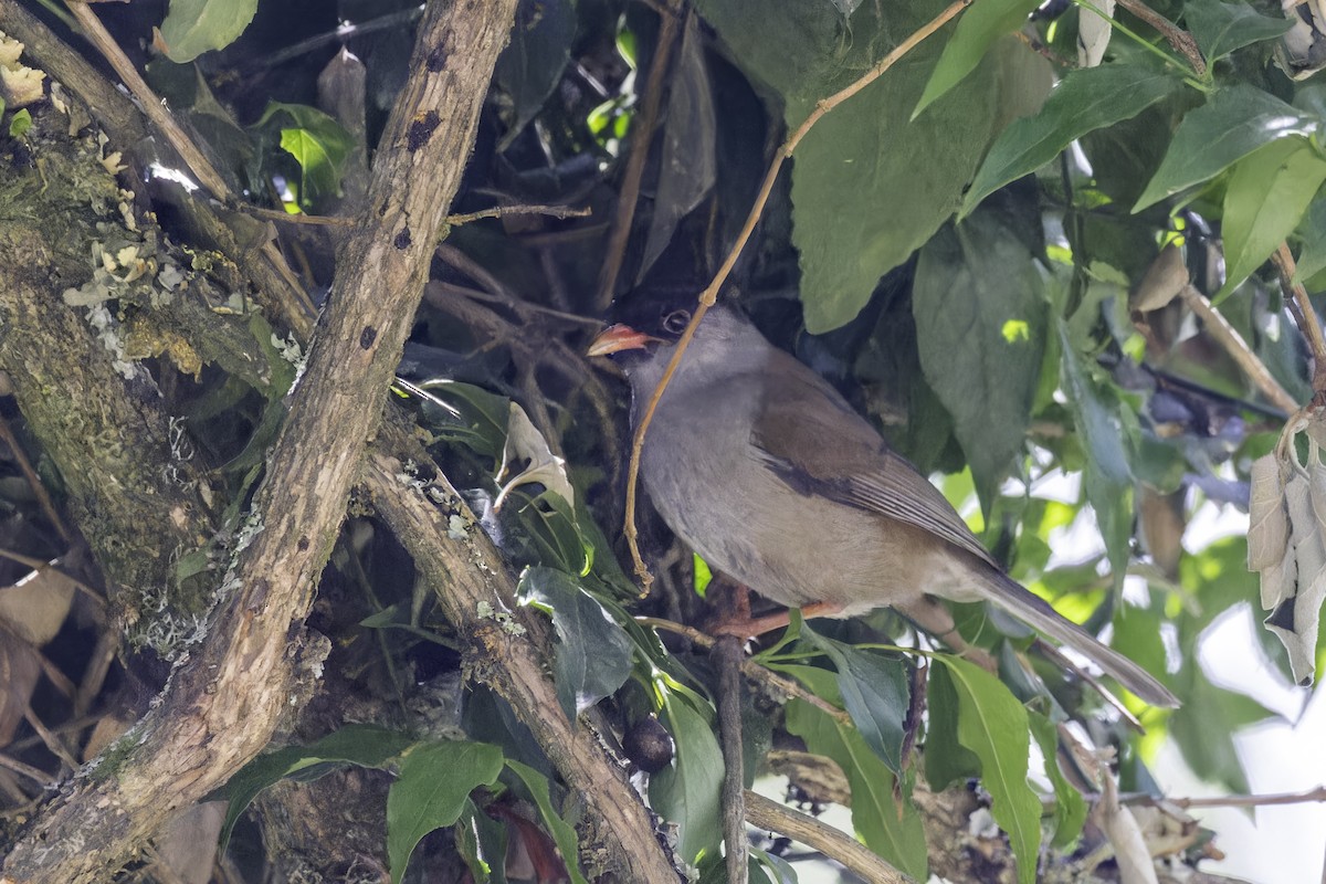 Bush Blackcap - ML638396838