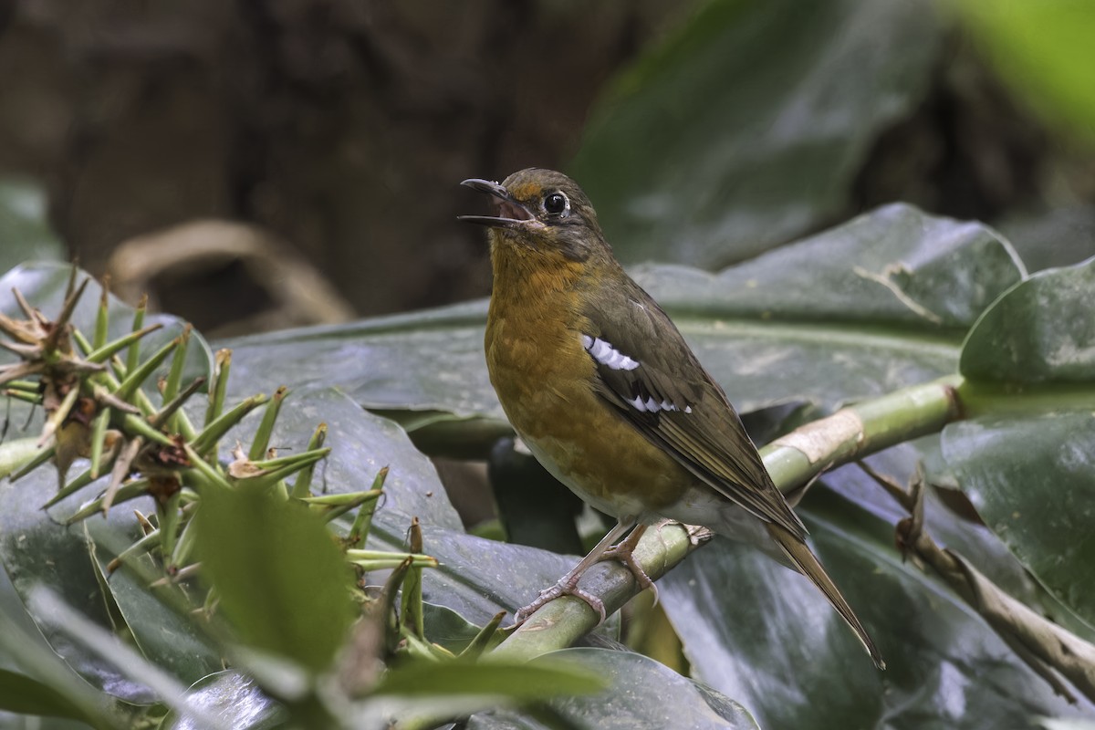 Orange Ground-Thrush - ML638396846