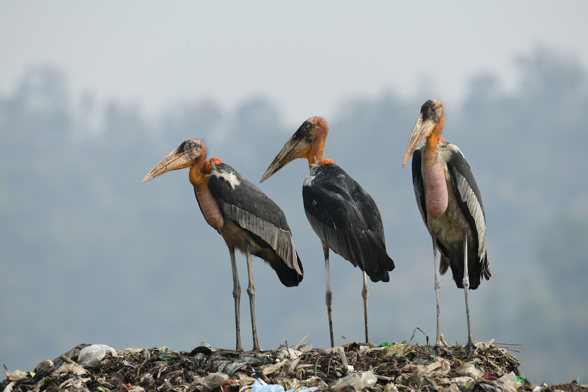 Greater Adjutant - ML638396849