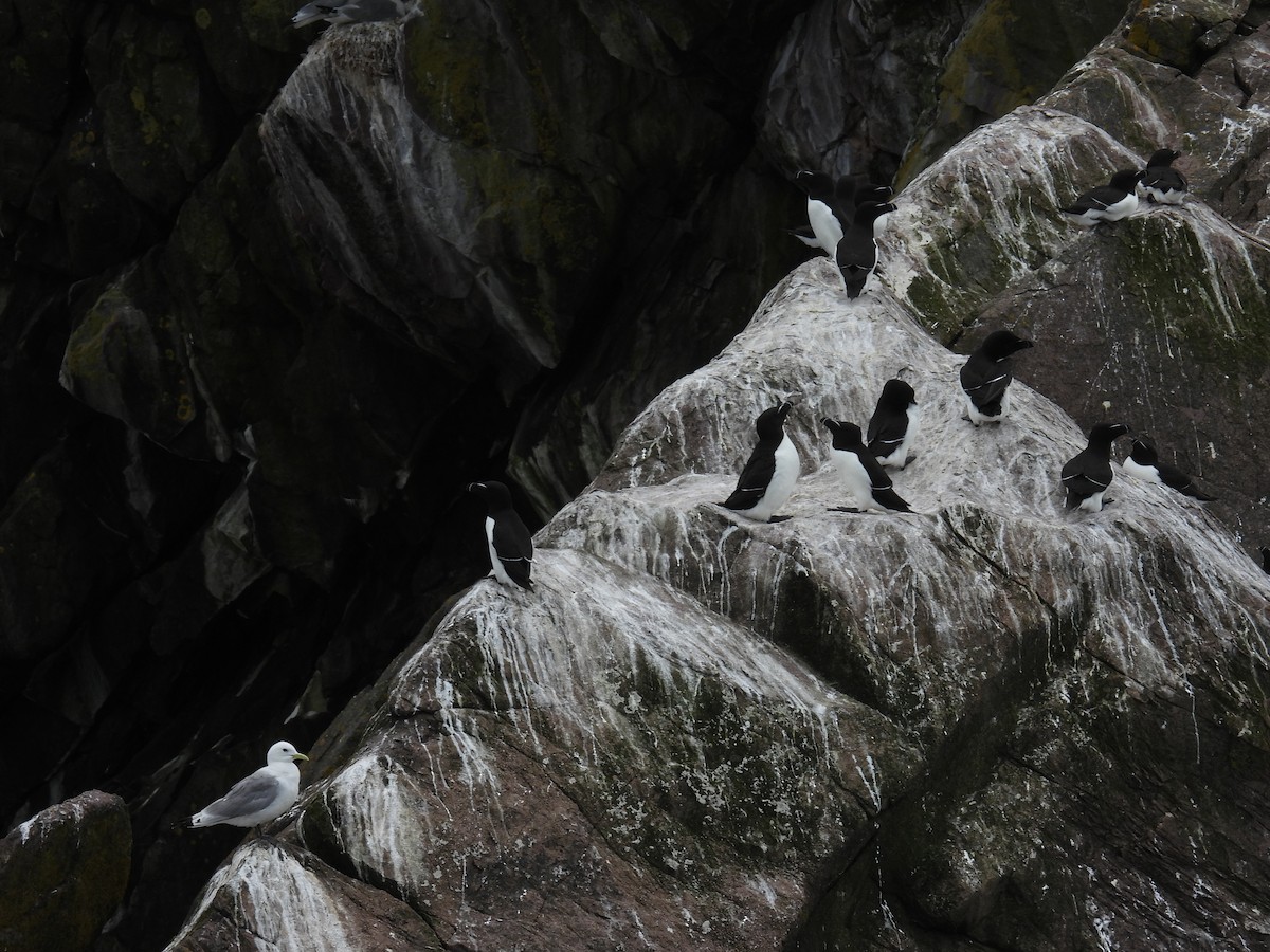 Razorbill - ML638396868