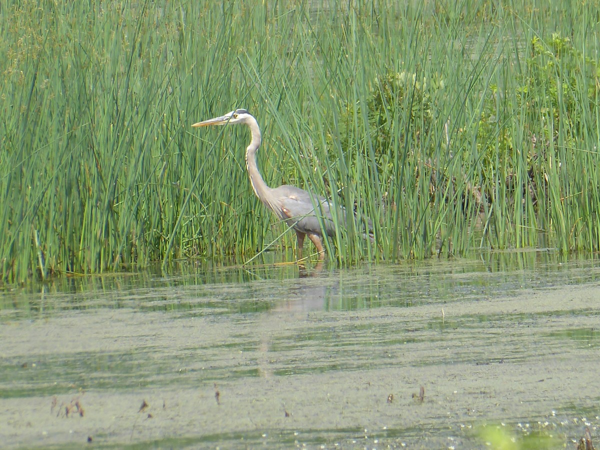 Great Blue Heron - ML638396869