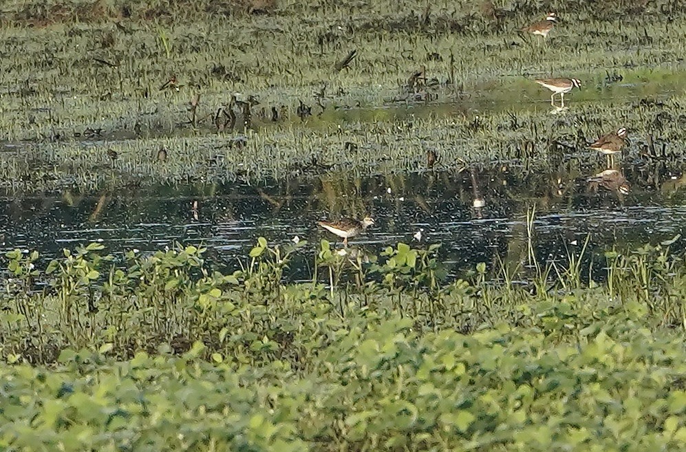 Lesser Yellowlegs - ML638396870