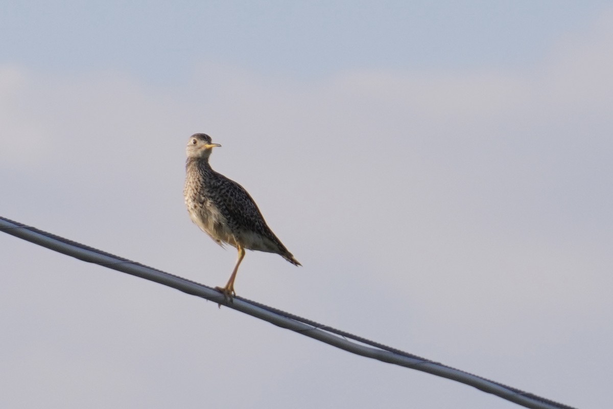 Upland Sandpiper - ML638396878