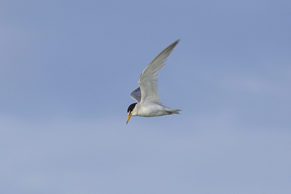 Least Tern - ML638396880