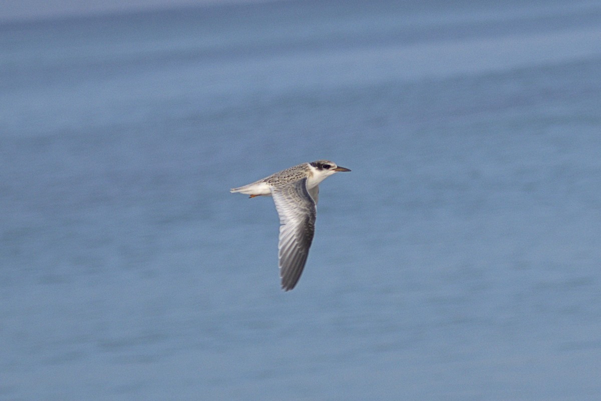 Least Tern - ML638396882