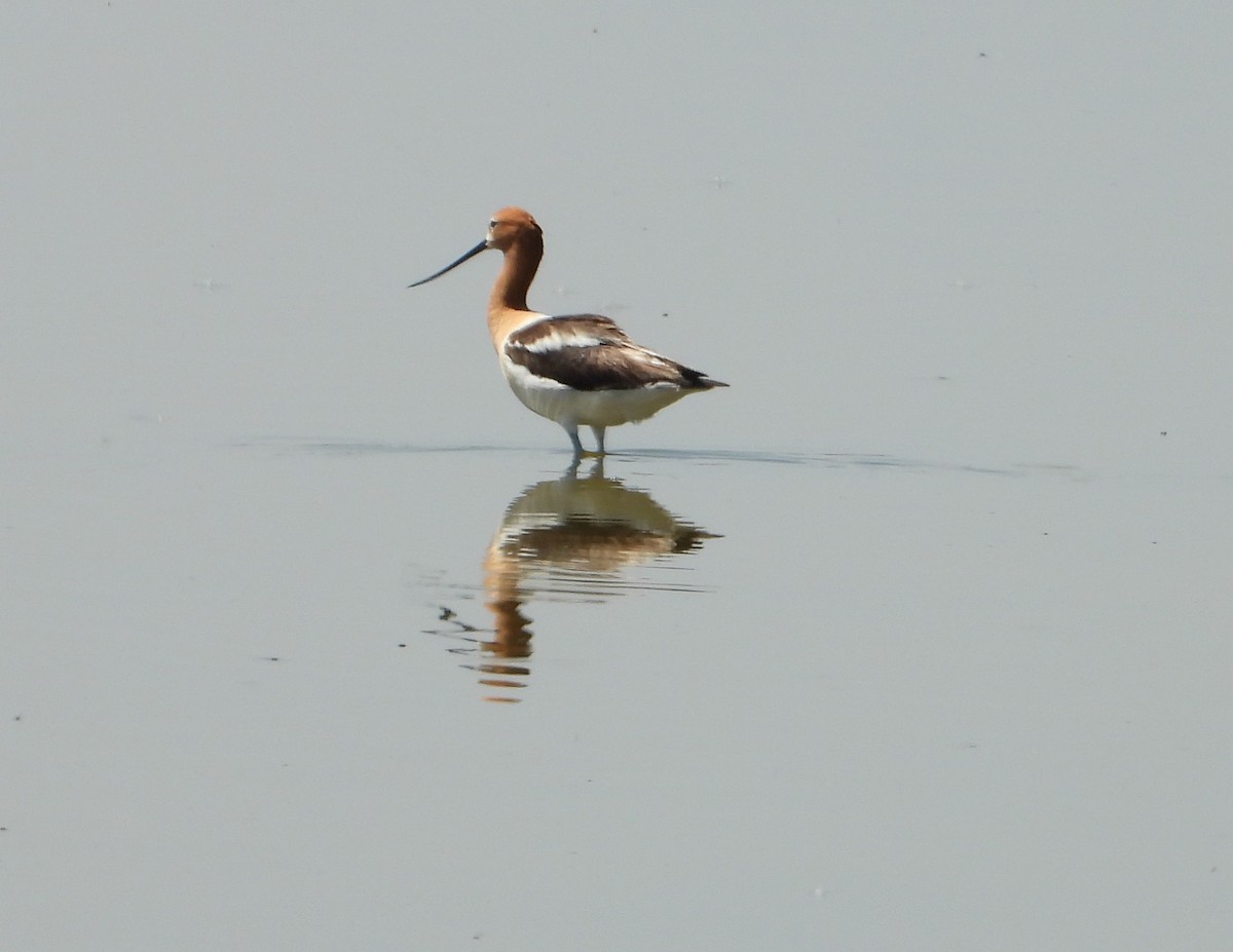American Avocet - ML638396883