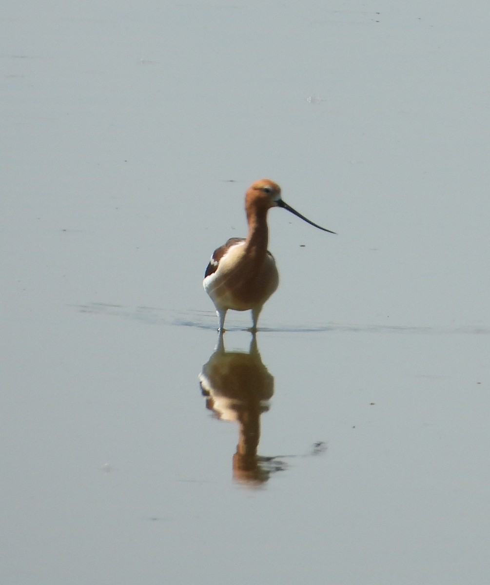 American Avocet - ML638396884