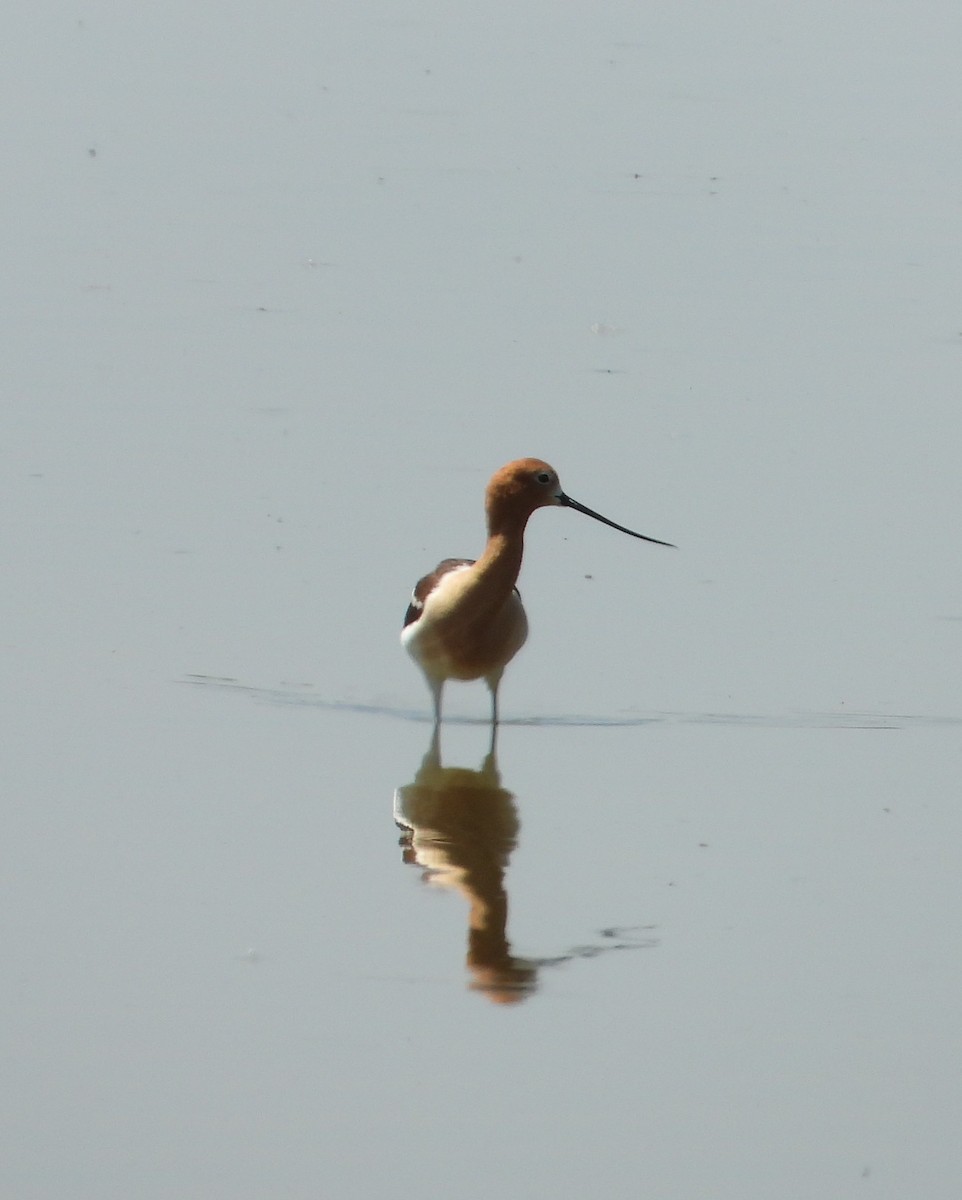 American Avocet - ML638396885