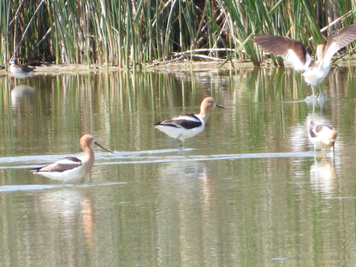American Avocet - ML638396886