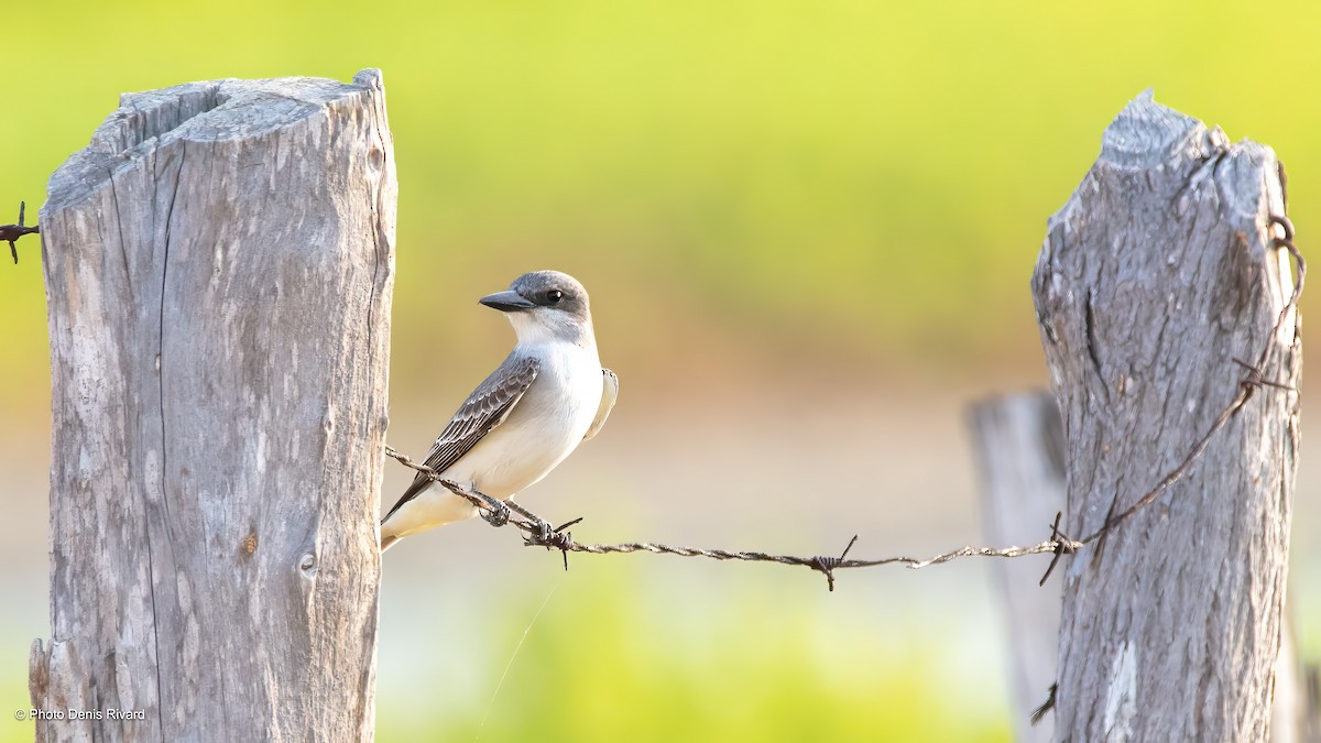 Gray Kingbird - ML638396887